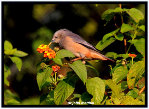 Brahminy Myna