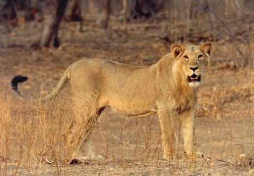 Lion at Gir