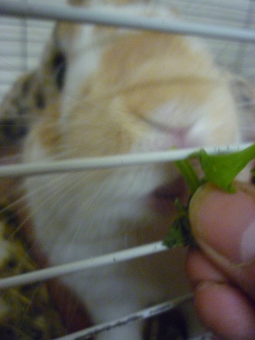 Spinach eating his spinach!