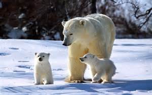Mom and cubs