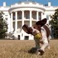 Presidential dog Names from White House
