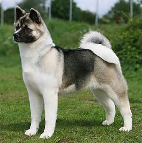 Most Dangerous Dog Breeds: As Per 1982 - 2013 Bite and ...