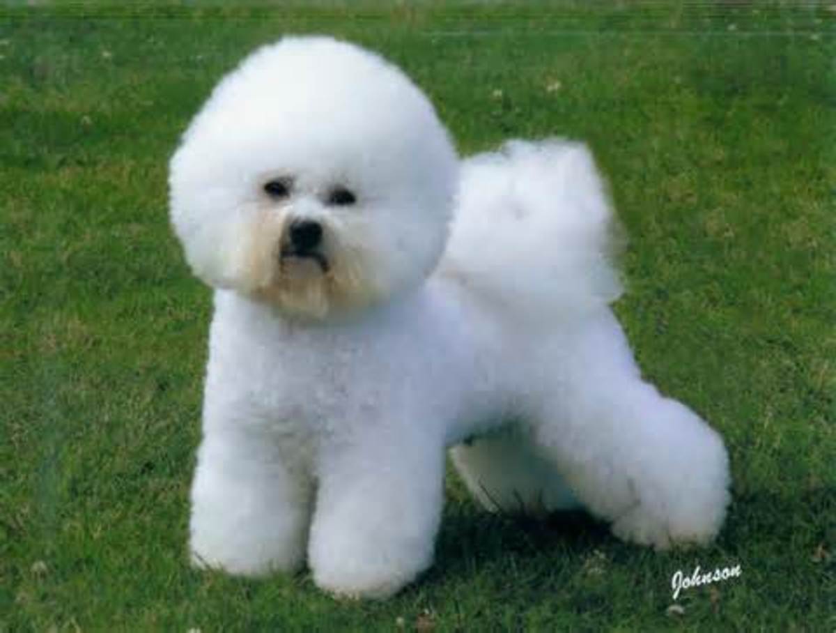 Hypoallergenic Dogs Low Shedding Dogs HubPages