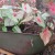 Caladiums, grown from bulbs, have a BIG impact in the garden and add lots of color and texture. Caladiums, grown from bulbs, have a BIG impact in the garden and add lots of color and texture.