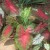 Fern and Caladiums Fern and Caladiums