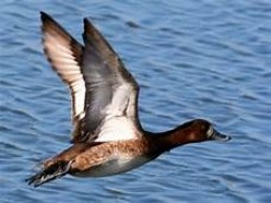 Facts And Locations About Waterfowls: Bird Watching