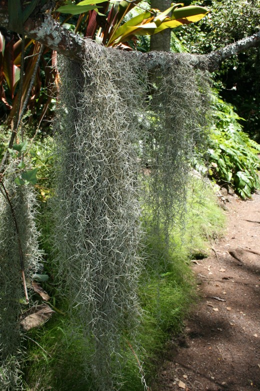 Spanish Moss at the McBryde Garden in Hawaii. Spanish moss has no roots, but absorbs moisture from the air to support photosynthesis.