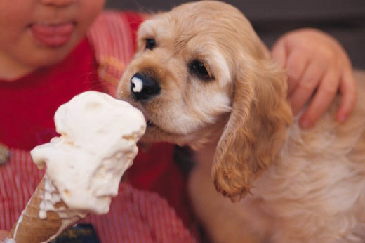 Dog Helping Finish Some Ice Cold Creamy Frozen Yogurt 