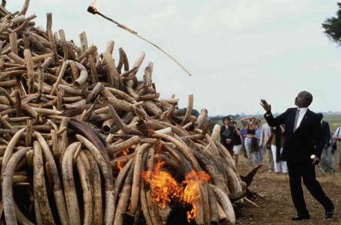 President Daniel arap Moi torches $3 million worth of poached ivory in 1989. 