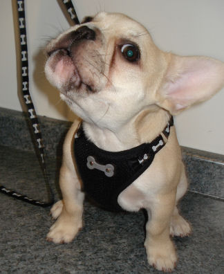 My Teddy (French Bulldog) has always been a conversationalist!