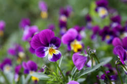 Medicinal Plants- The Wild Pansy