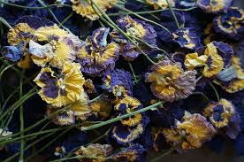 Dried Pansies