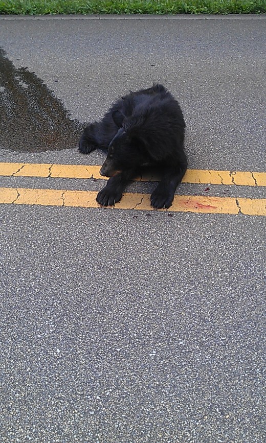 Upon arrival just moments after the bear cub was injured. He laid in a puddle of his own urine.
