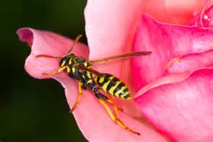 Yellow Jacket Bee