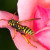 Yellow Jacket Bee