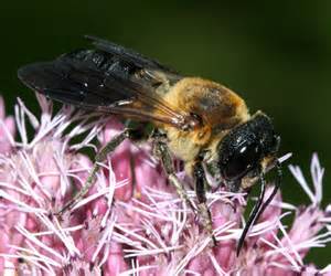 Bee and flower