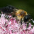 Bee and flower