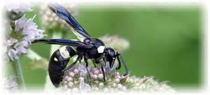 Bald Face Hornet