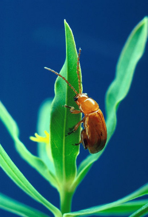 How to Get Rid of Flea Beetles | Dengarden