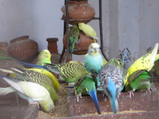 Image result for love birds in chidiya ghar
