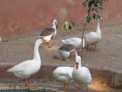 Photo Gallery: Love Birds in Jaipur | HubPages