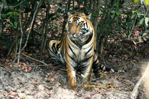 Tiger Tiger
