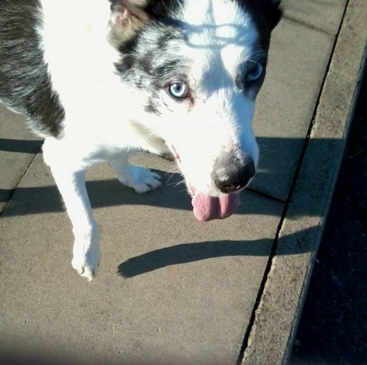 My collie dog, Blue.