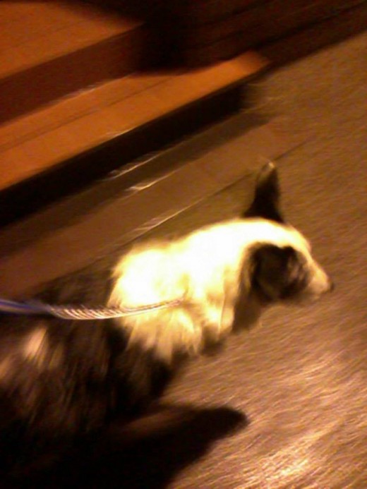 Blue the collie dog on a mission ... trotting down the street in front of me.