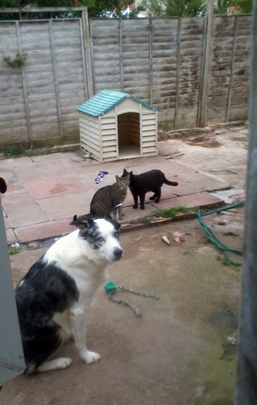 Blue with my cats Harley and Pepper in the back garden