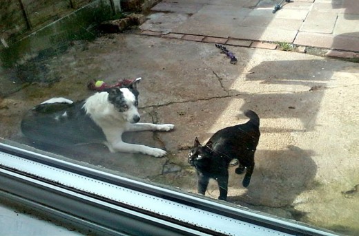 Blue and Harley together enjoying the sunshine in the back garden