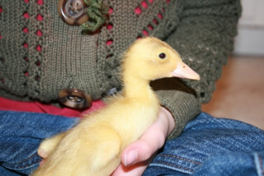 2009, first ducklings