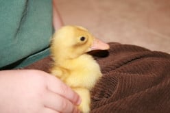 Adventures With Ducklings, Part 1: The Hazards of Cute