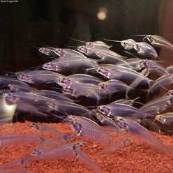 The Glass Catfish - Skeletal Darling of the Aquarium