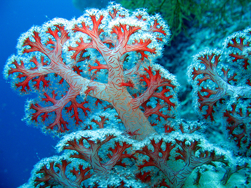 Example Of A Soft Coral 