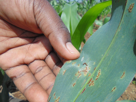 Insect pest infested maize
