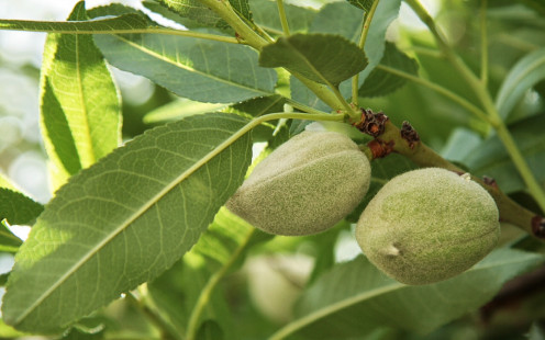 Almonds on an almond tree
