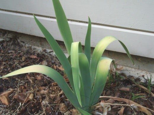 This iris is getting too little water. It's leaves are starting to burn and are not able to stand upright.
