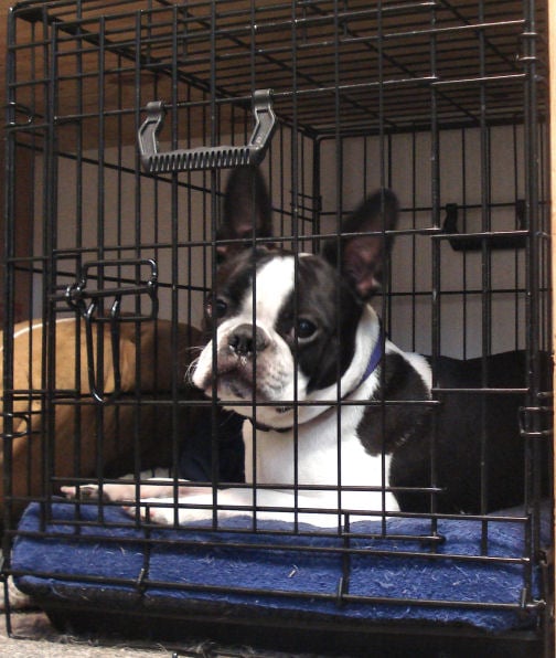 Booker (Boston Terrier) waiting patiently for his agility lesson.