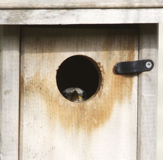 Occupied Eastern Bluebird Nest Box