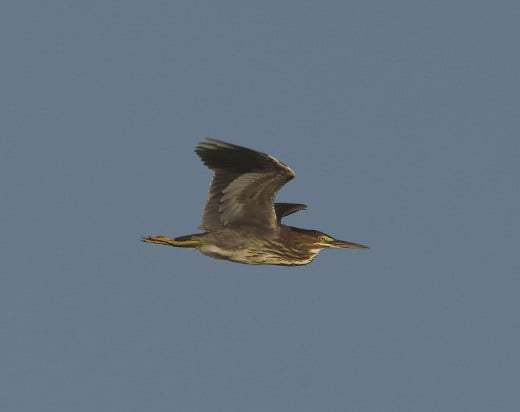 Green Heron in Flight