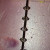 Series of rondelle beads with 2 seed beads on either side. Series of rondelle beads with 2 seed beads on either side.