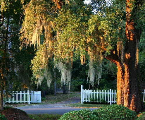 Spanish Moss