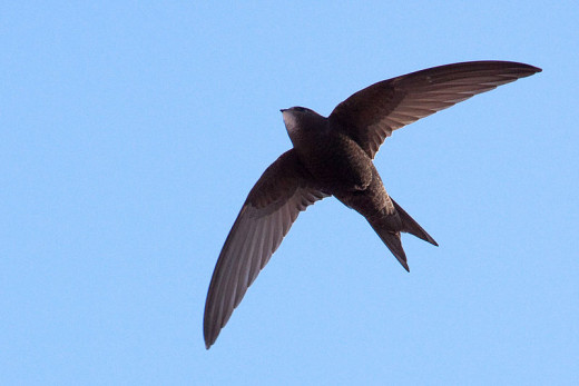 A stunning photograph of a swift flying over the clear skies of Barcelona, Spain.