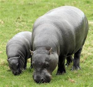 Pygmy Hippopotamus