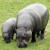 Pygmy Hippopotamus