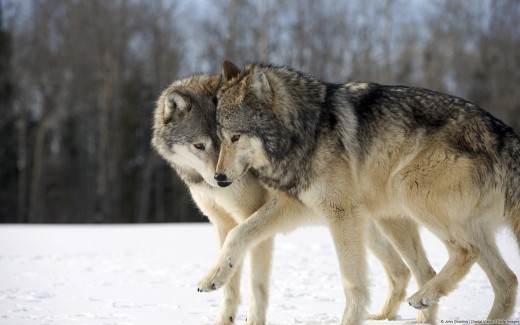 Wolf