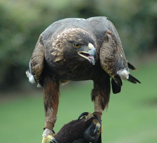 Golden eagles spend much of their time perched- digesting their last meal or scanning for the next one.