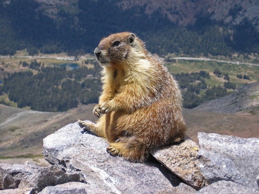 In areas of North America, such as the Pacific Northwest, the yellow bellied marmot is among the favoured prey items.