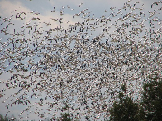 In winter, passing flocks of snow geese often prove to be an irresistible target for golden eagles. 