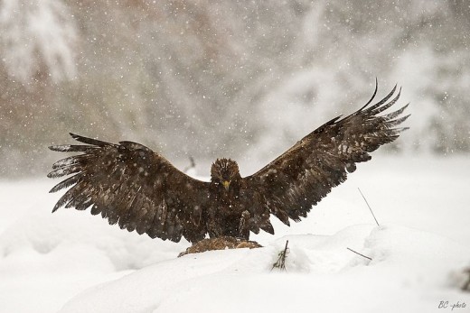 While golden eagles take plenty of live prey, carrion is also an important food source, especially for young birds in the winter.